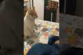 Angry Cat Pounces On Cheeky Boy