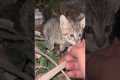 Man Lures Stray Kitty With Meows
