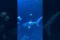 Chinese Zoo Caught Using Robot Shark