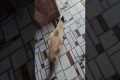 Dog Ruins Hunt With Enthusiastic