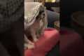 Dogs Snuggle To Watch Horror Movie