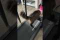 Cheeky Cat Is A Fitness Fraud