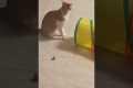 Cat Thought He Was Home Alone (Being