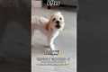 Maltipoo Dog Glow-Up Gone Wrong