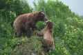 Mother bear ferociously defends cubs