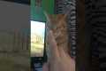 Cat Starts Up Like A Computer