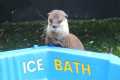 Adorable Otters Play In An Ice Bath!