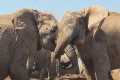 Elephant Fight Captured at Watering
