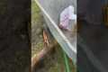 Dog Is Biting My Wheel