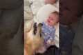 Baby Bonds With Retriever Puppy