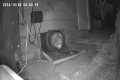 Huge Bear Crawls Out From Under House