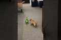 Chewy the Chiweenie Battles Office