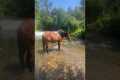 Happy Horse Splashes In River
