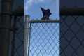 Man Is Disrespected By A Bird
