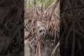 Found A Hidden Raccoon Civilisation