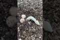 Funny Weird Looking Fungus