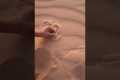Sandfish Shows How It Escapes