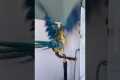 Carefree Parrot Sings in The Shower
