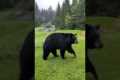 Black Bear Charges At Woman Golfer