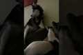 Noisy Husky Tries To Wake Up Deaf Dog
