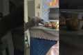Cat Gets Karma For Attempted Robbery