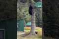 Dog Chases Bear Up A Tree