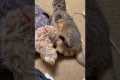 Puppy and Cat Play Together