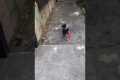 Dog Runs Away When He Drops Leash