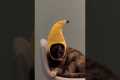 Cat in A Banana Hat