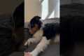 Dog's Dramatic Reaction To Betrayal