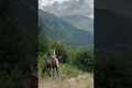 Girl Takes a Hard Fall From Her Horse