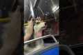 Husky Howls on NYC Bus Traffic