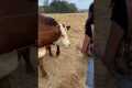 Making Her Cow Dream Come True