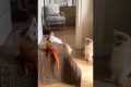 Cats Bully Their Lizard Sibling