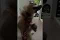 Husky Has Meltdown When Friends Leave