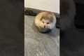 Dog Squeezes Into It's Food Bowl