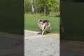 Dog Besties Are Perfect Frisbee Team