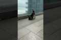 Shih Tzu Almost Blown Away In Wind