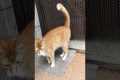Cat Fetches Stick Like a Dog