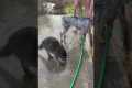 Smart Raccoon Helps Human Wash Dog