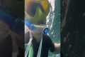 Diver Captures Hammerhead Shark