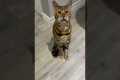 Cat Does Biggest Yawn On Earth