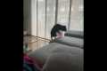 Puppy's Jump Thwarted By Balloon