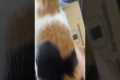 Using My Cat To Do Unboxing