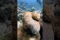 Diver Triggers Soft Coral Defense