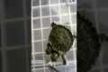 Raising A Rare Two-Headed Turtle