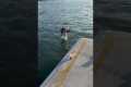 Determined Kangaroo Jumps Off the Pier