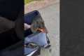 Disabled Dachshund Plays Ball