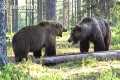 Wild Bears Fight In Incredible Footage
