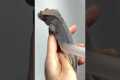 How NOT To Shed Your Gecko